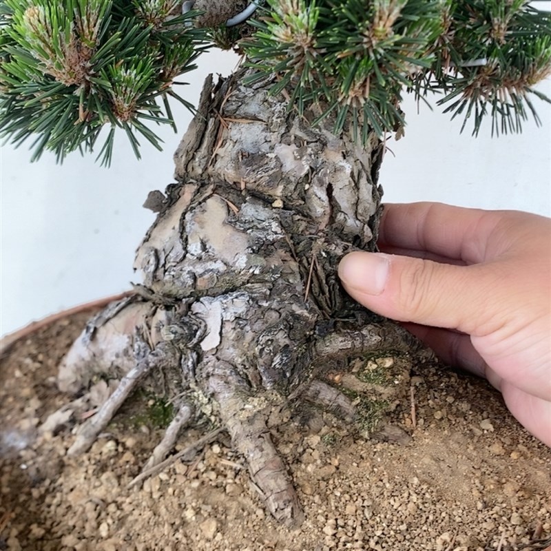 实物拍摄一物一拍盆景素材千寿丸盆景老桩R微型盆景阳台黑松