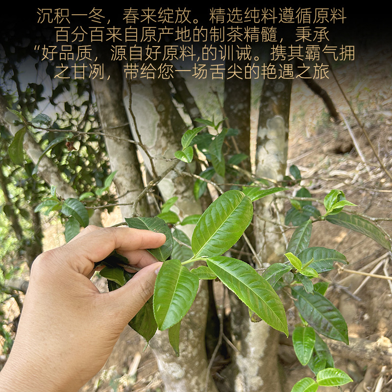 普洱茶生茶散茶新春茶叶大雪山纯