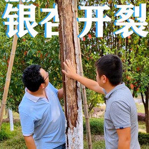 银杏干枯病树杆开裂胴枯病树干破皮烂空掉皮【银杏救治套餐】