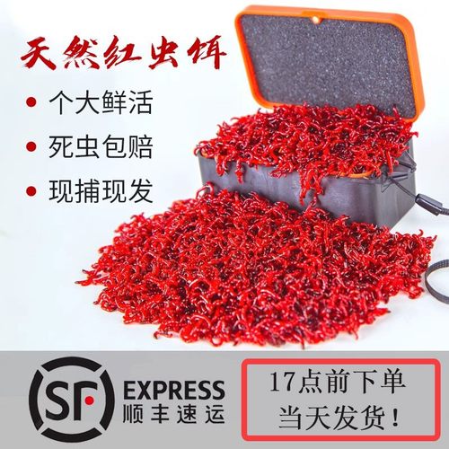 鲜活红虫活饵特大号公虫鲫鱼饵料