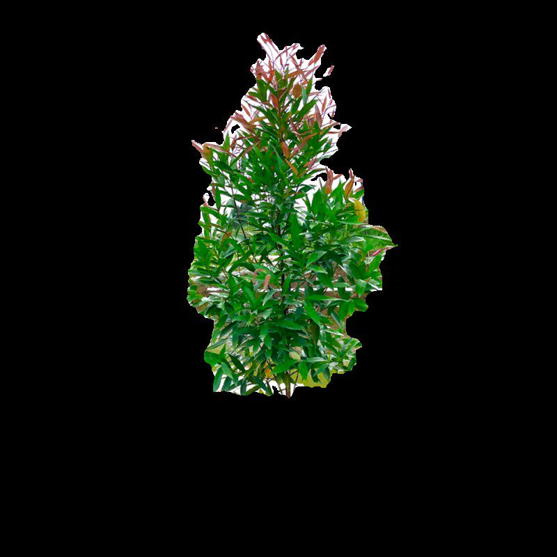 红车树苗庭院阳台花园绿植物红鳞蒲桃绿化风景树木绿篱笆四季常青
