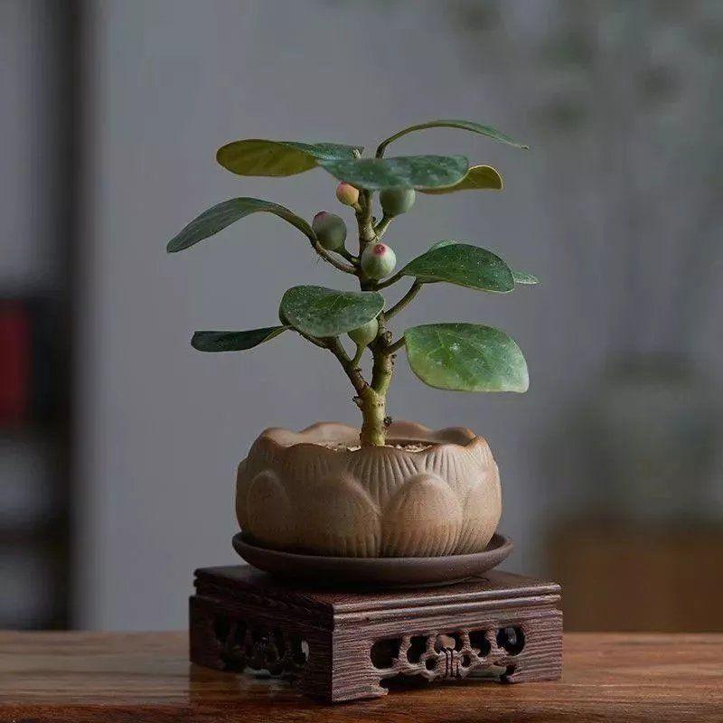 小盼菩提树盆景植物好养室内书房办公室内绿植新中式茶桌-封面