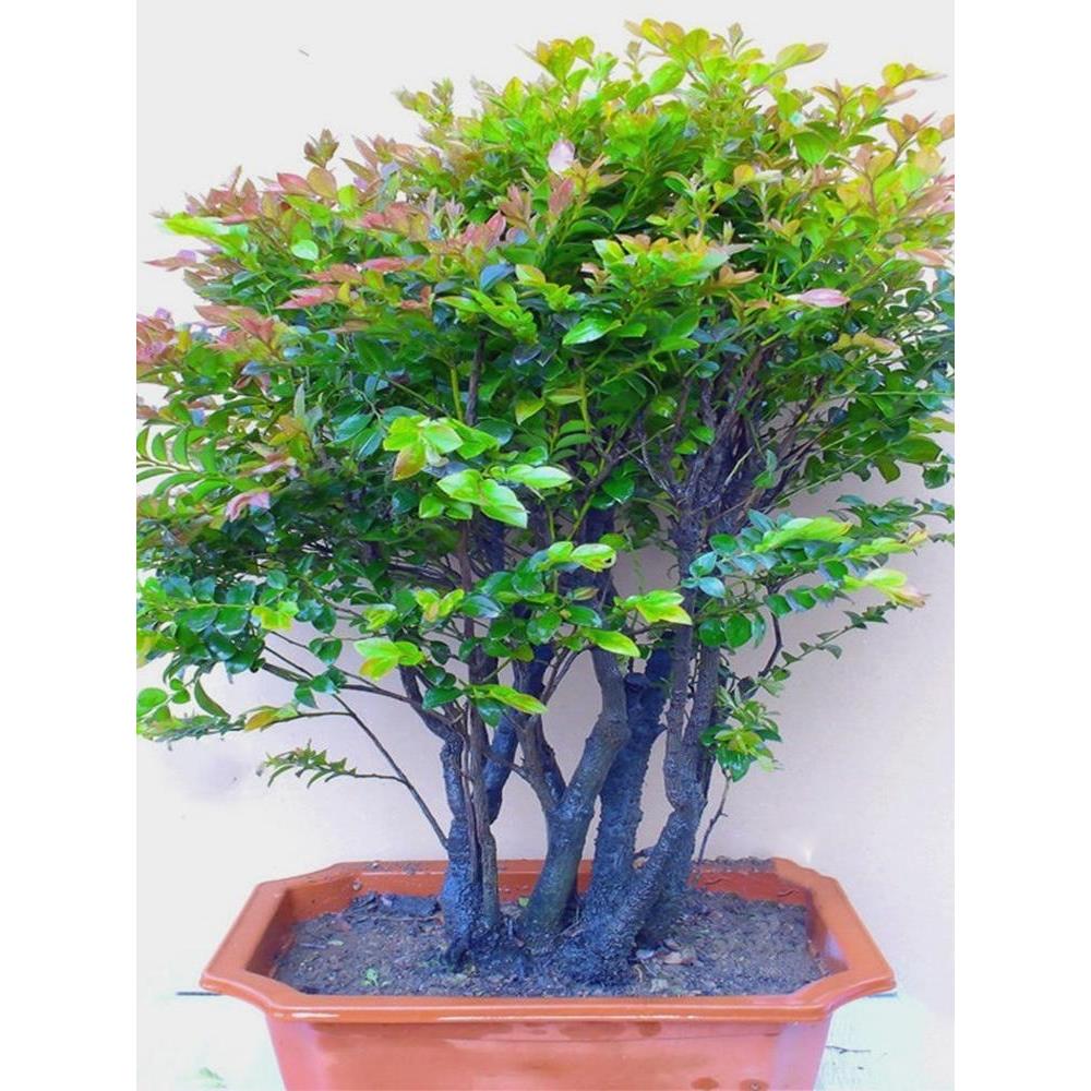 小叶紫檀盆景植物树桩室内客厅桌面独桩老桩盆栽四季常青易养绿植