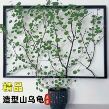 山乌龟爬藤水培植物一叶龟金不换种球盆栽好养Q活观叶桌面四季绿