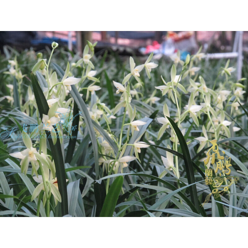 广东兰花苗建兰四季兰 大荷花素 花大荷型浓香爱开花阳台绿植好养