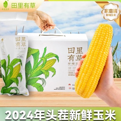 2024年新玉米东北黄糯玉米