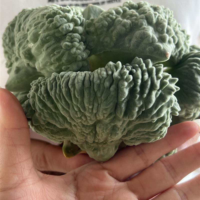 实生村主怒涛牡丹 特大疣 较大怒涛苗怒涛锦仙人球多肉植物仙人掌