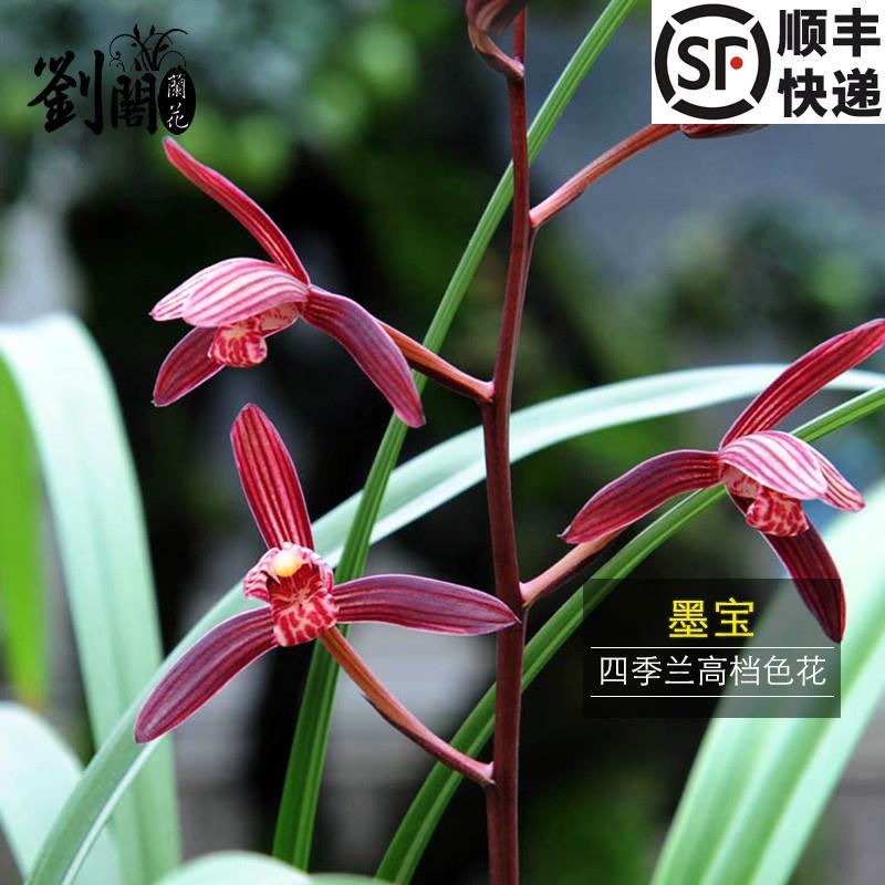 原图原颗实物带芽发货 兰花苗建兰高档色花 墨宝夏带花苞出售好养