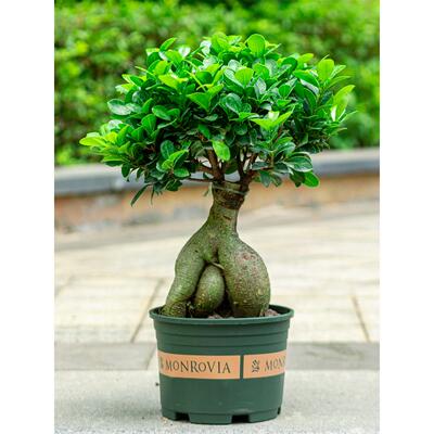 榕树盆栽室内阳台植物造型老桩绿植室外树苗人参榕小叶金钱榕盆景