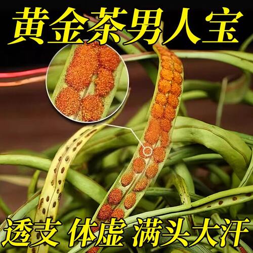 吉林长白山野生肾精草嗷嗷叫黄金草官方旗舰店化石草强经茶叶补