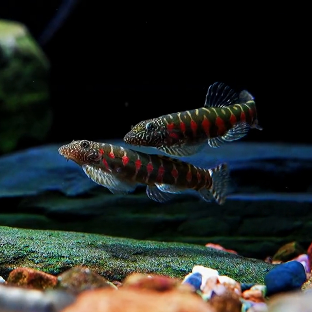 红钻吸鳅底栖工具鱼清洁鱼缸原生观赏冷水溪流鱼除藻清洁鼠清道夫