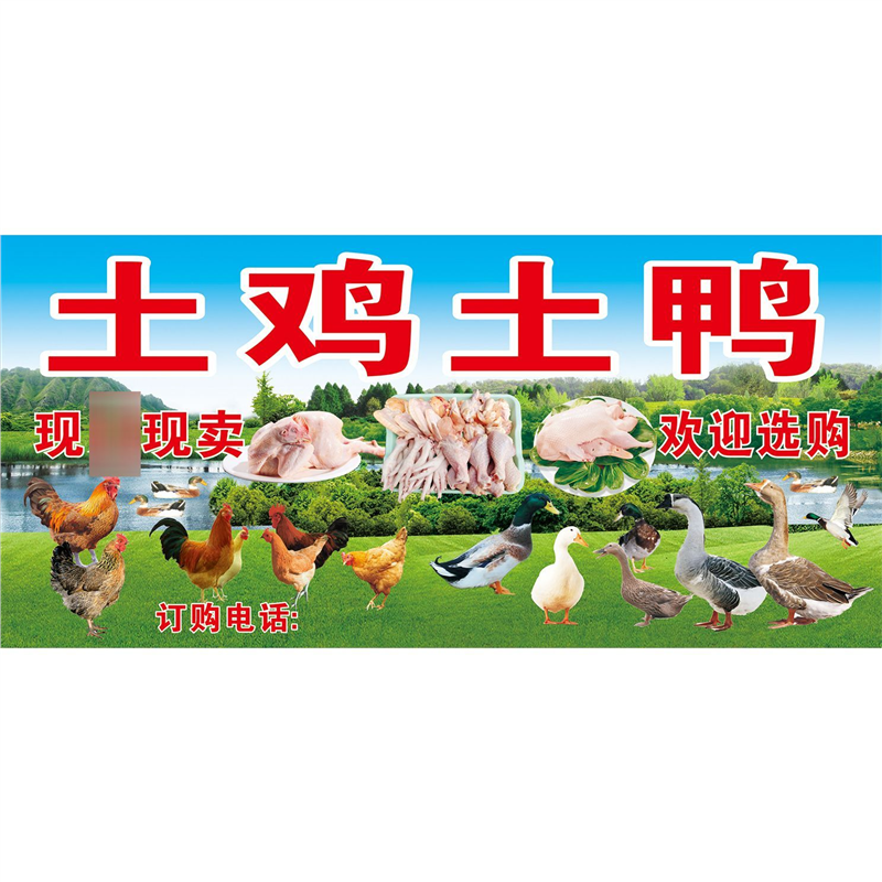 土鸡土鸭杀现卖海报广告贴纸自粘家禽摆摊广告布高清防水墙贴画