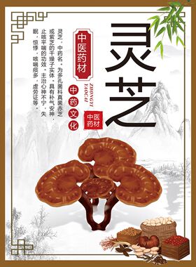 灵芝野生中华名贵中海报展板灵芝的功效作用野生赤灵芝的功效墙贴