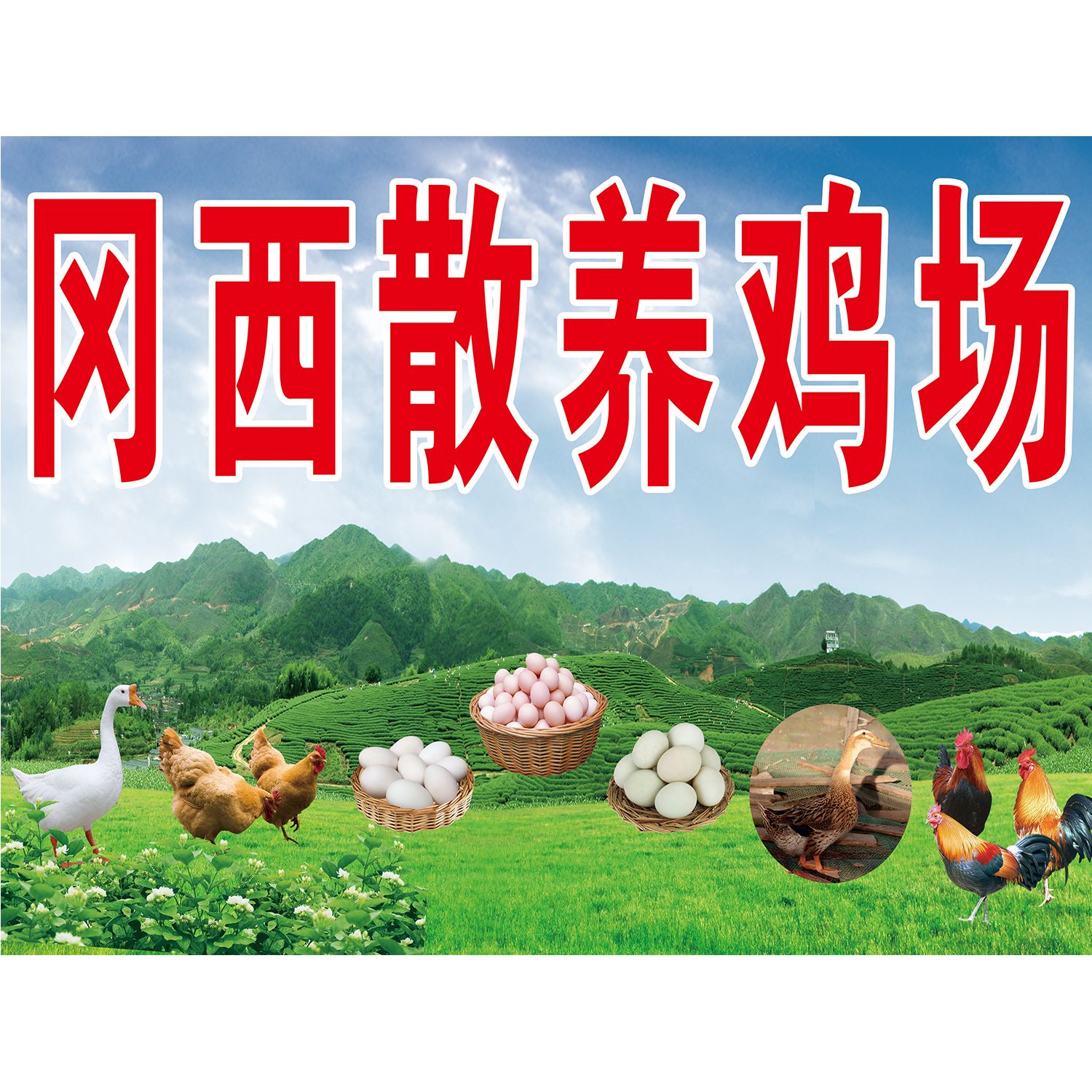 农家散养土鸡店背景墙面装饰海报广告贴画土鸡蛋自粘背胶写真贴图片