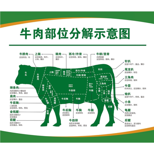 牛身体结构图牛肉部位分割切割图全牛宴海报牛肉分解图贴纸kt板牛