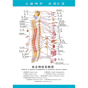 海报印制写真展板素材自主神经系统概观挂图墙贴纸KT板
