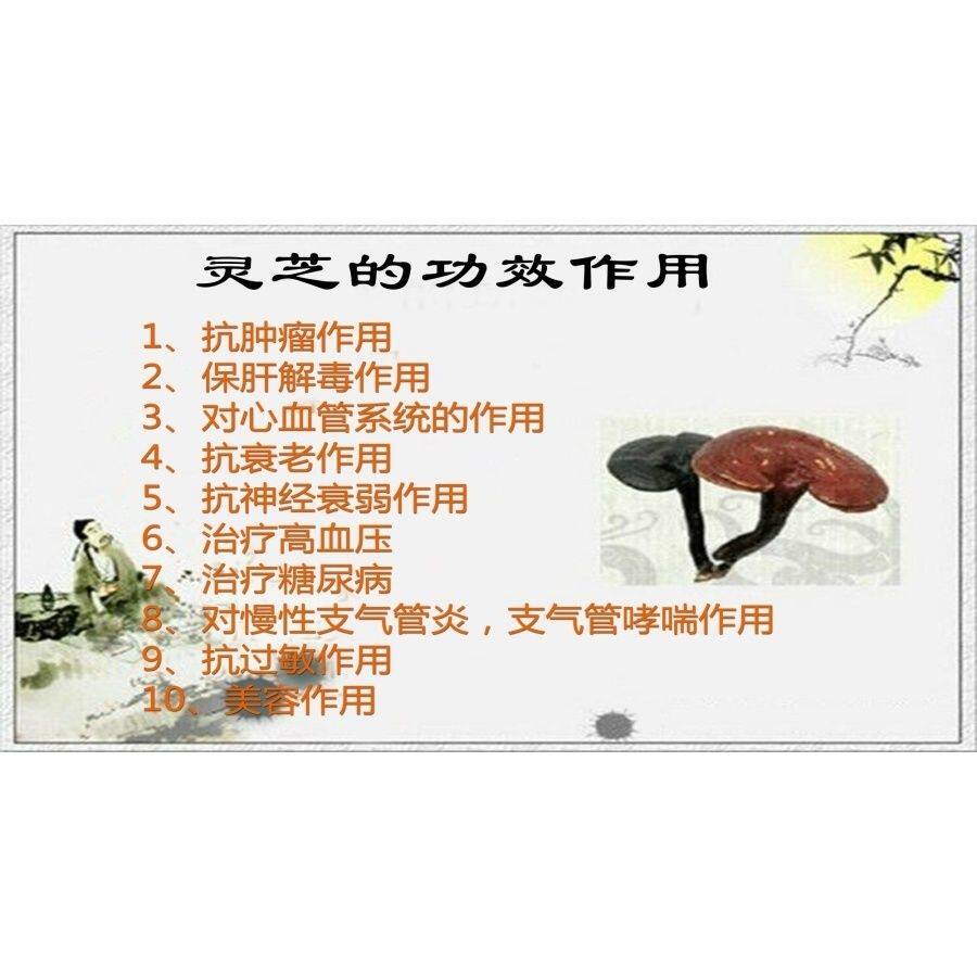 灵芝的功效作用海报展板野生赤灵芝的功效灵芝孢子粉墙贴墙纸KT板图片