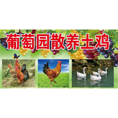 葡萄园散养土鸡海报展板无公害土鸡肉质鲜美生态绿色食品墙贴纸