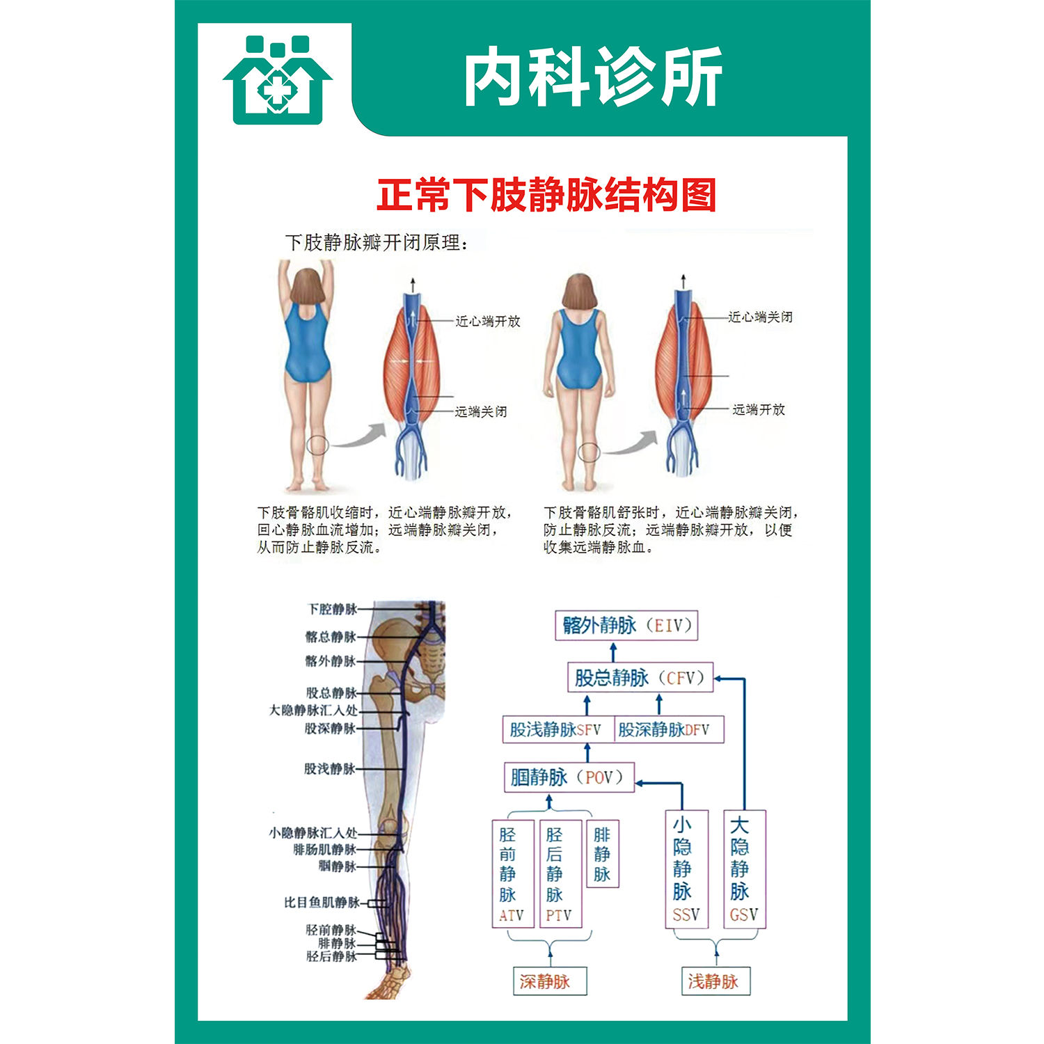 正常下肢静脉结构图海报贴纸诊所医院科室墙贴贴纸kt板挂画
