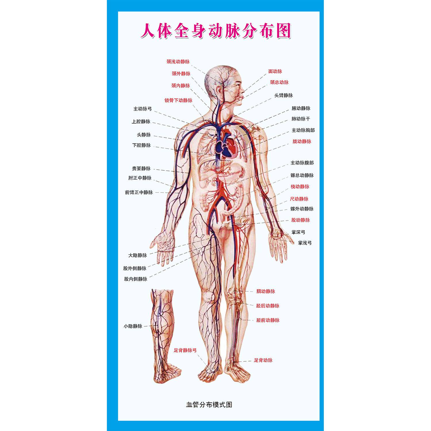 海报印制展板 人体全身动脉分布图全身骨骼示意图 非高清