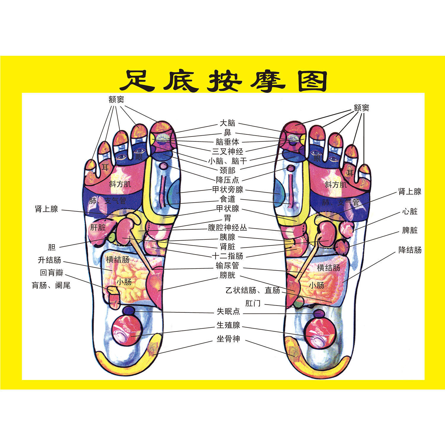 足部反射区大挂图足脚底穴位图足疗足浴人体经络穴位图海报