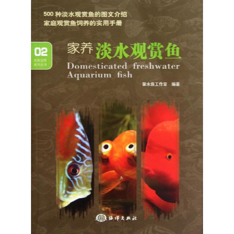 正版家养淡水观赏鱼