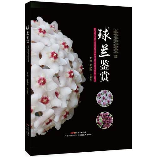 正版球兰鉴赏