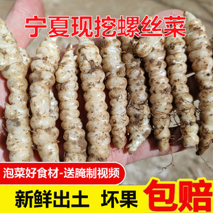 宁夏新鲜现挖螺丝菜地牯牛脆嫩可腌可泡宝塔菜地溜子地环甘露子