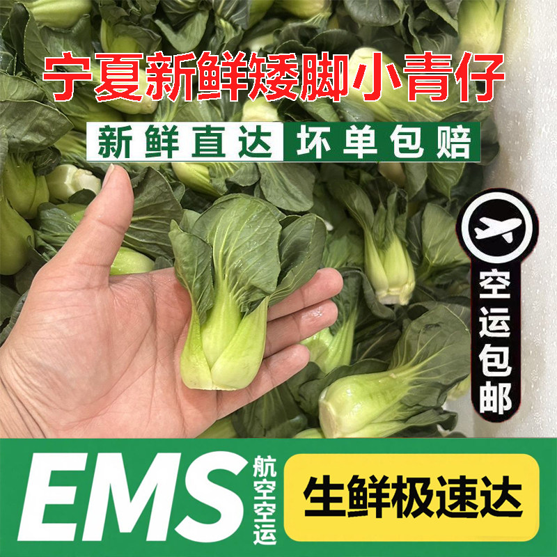 【EMS航空】宁夏矮脚小青仔上海青油菜新鲜蔬菜农家自种小青菜