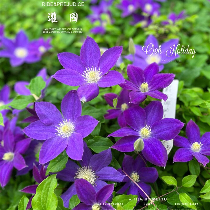 灌园铁线莲 早花组3 修剪发货 春姬 4颗包邮 2颗起发
