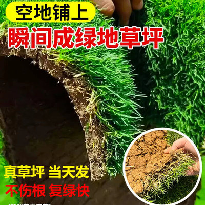 混播耐寒型矮草真草皮草坪果岭草剪股颖庭院泥土户外绿化绿地工程