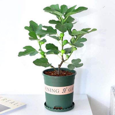 无花果树果苗盆栽植物当年结果室内阳台庭院窗台耐旱绿植带果好养