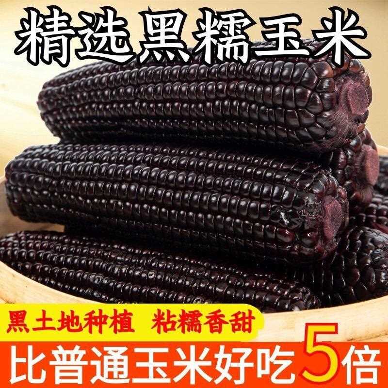 新疆包邮东北黑糯玉米黏苞米甜糯玉米软糯香甜低脂健康粗粮早餐代