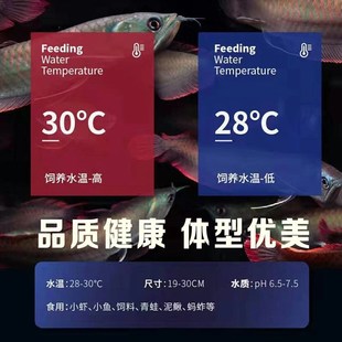 速发七彩银龙g鱼活体龙鱼苗热带淡水观赏鱼中大小型风水鱼红龙鱼