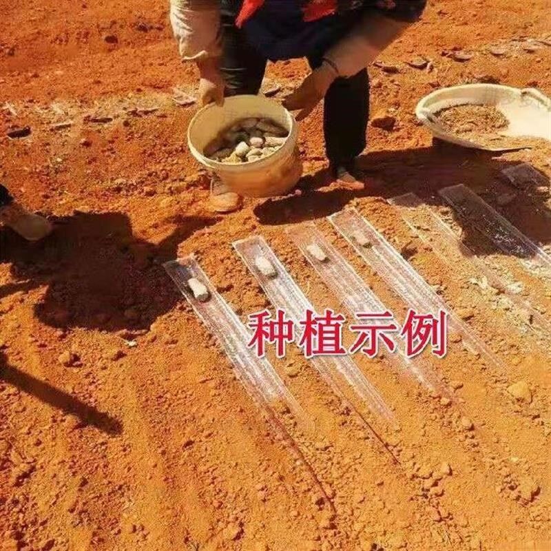 托盘农村种植保i温淮山塑料浅生槽浅生农具工具育苗农用u型田间。