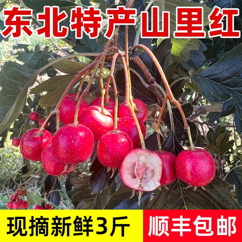 东北特产山里红3斤装包邮 辽宁特色小山楂映山红新鲜孕妇水果