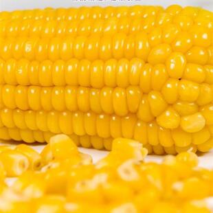 思粘玉米东北黄粘糯嫩玉米400克一袋两根速冻苞米穗天景停产替代