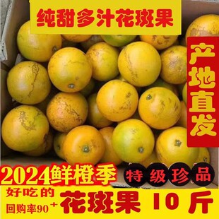 花斑橙子玉溪冰糖橙纯甜无酸多汁哀牢山甜橙花斑果高原珍品