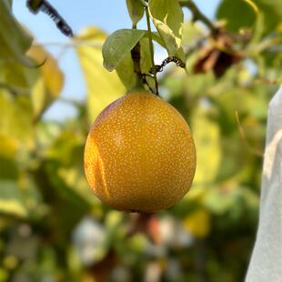 稀有品种云南西双版纳热情果百香果新鲜大果4斤礼盒孕妇水果黄金