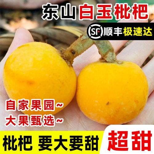 正宗苏州东山白玉枇杷兑