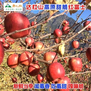 现摘康定达杠丑苹果高原生态脆甜红富士新鲜孕妇水果新年礼非盐源