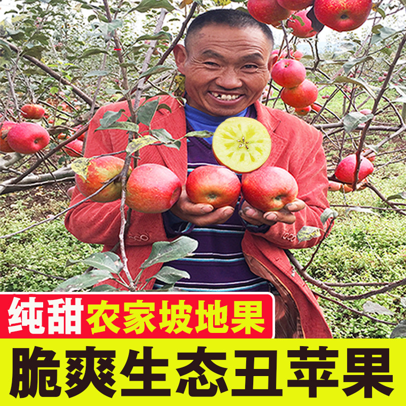 现摘云南昭通纯甜丑苹果冰糖心当季新鲜水果富士平苹果10斤整箱
