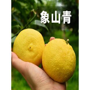宁波象山青柑橘春香金柚孕妇水果纯甜无酸新鲜柠檬蜜桔水果礼盒