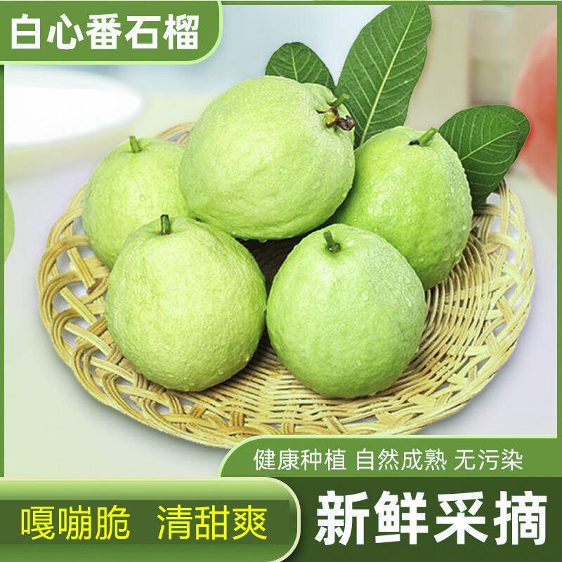 广东廉江脆甜番石榴白心芭乐当季水果10斤包箱顺丰包邮