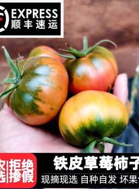 铁皮草莓柿子大连绿腚番