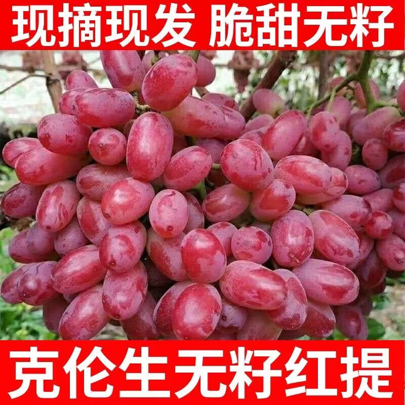 克伦生葡萄新鲜水果5斤整箱包邮现摘应季脆甜多汁无籽葡萄红提子