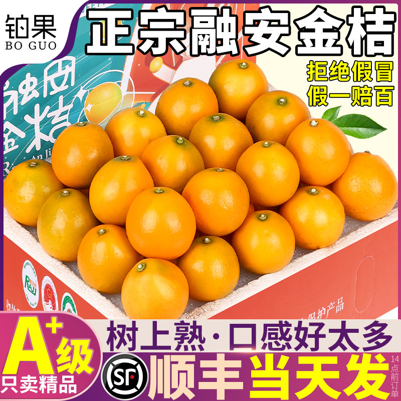 顺丰礼盒 5斤正宗广西融安金桔鲜果当季新鲜水果金柑橘子整箱包邮
