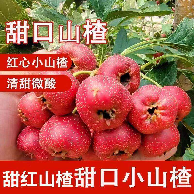 新鲜山楂果现摘山里红果糖雪球专用农家水果当季甜红子小野山楂