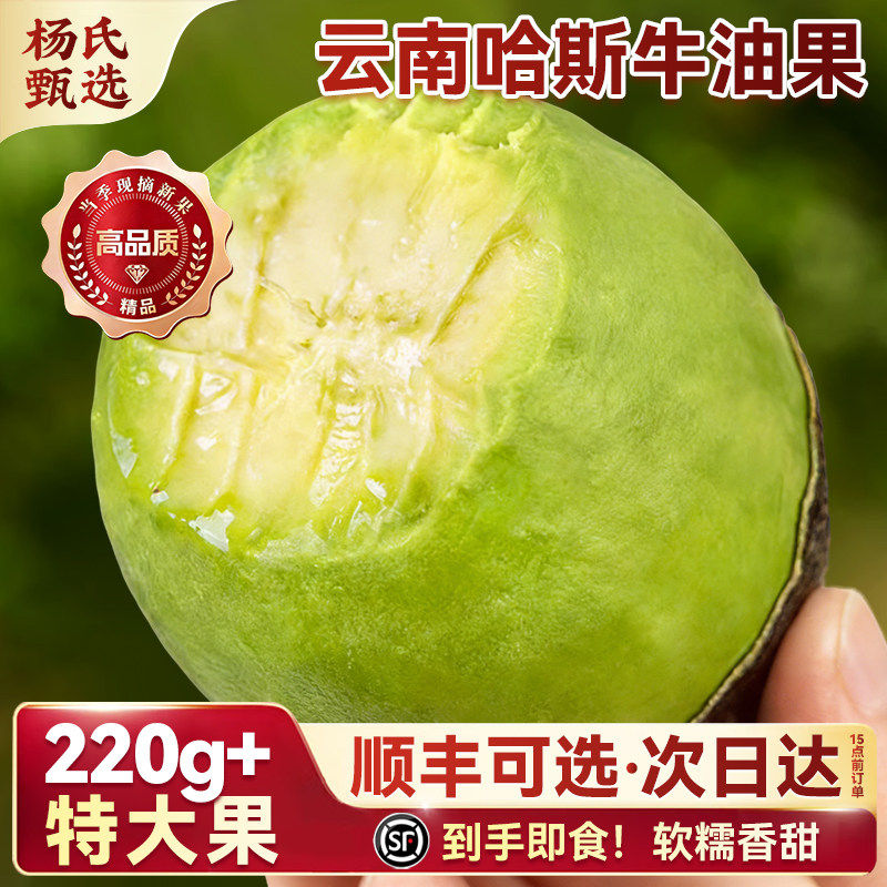 【即食牛油果】云南哈斯一级鳄梨15个当季新鲜水果孟连国产大酪梨