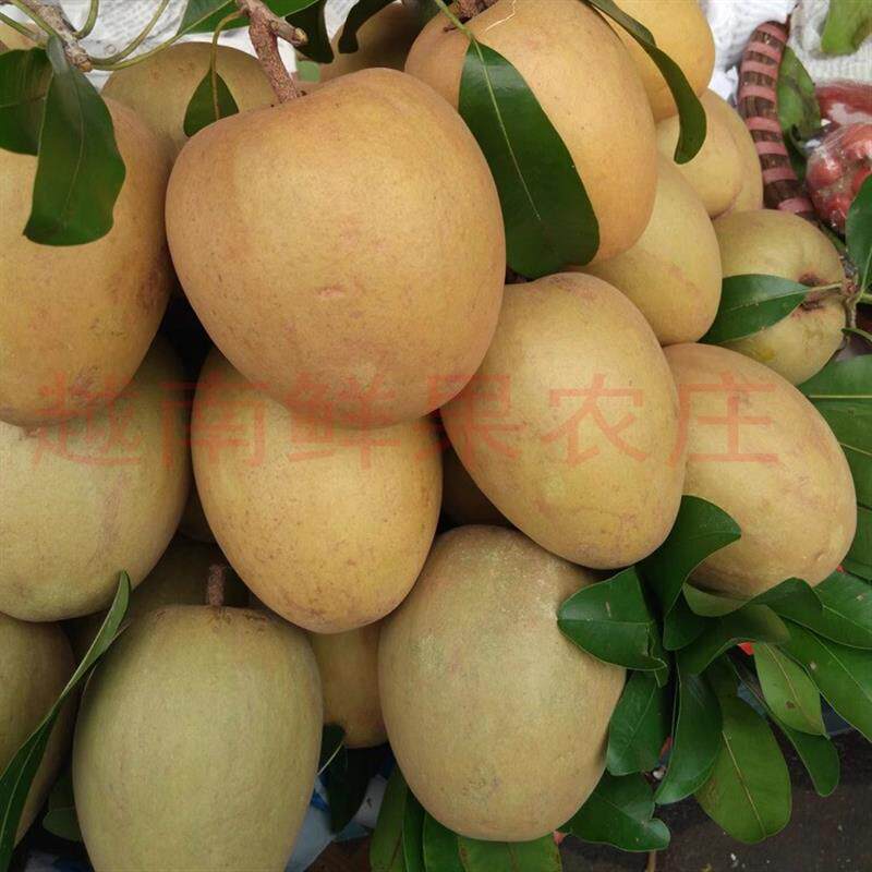 泰国特大人心果非人参果进口大果热带新鲜水果孕妇宝宝果多省包邮